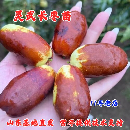 灵武长枣树苗大果脆甜嫁接耐寒枣树苗活苗冬枣冰糖大枣枣子果树苗