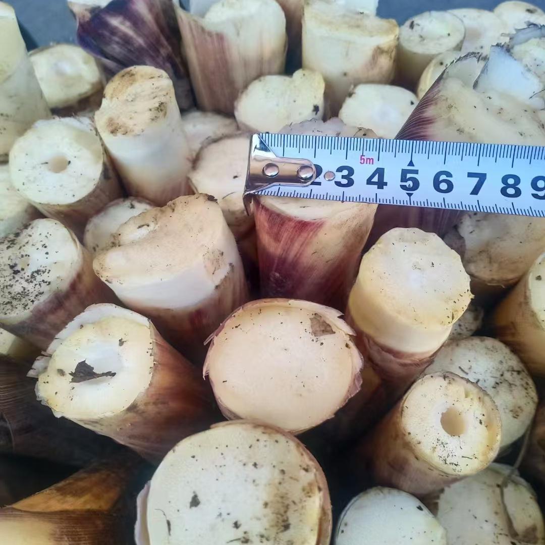 贵州桐梓特产手剥笋农家方竹笋新鲜蔬菜大娄山笋水煮笋