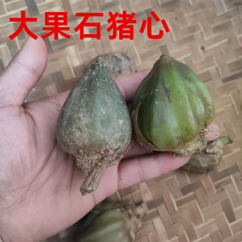 石猪心 新鲜采摘   单叶石仙桃 煲汤 炖汤 盆景