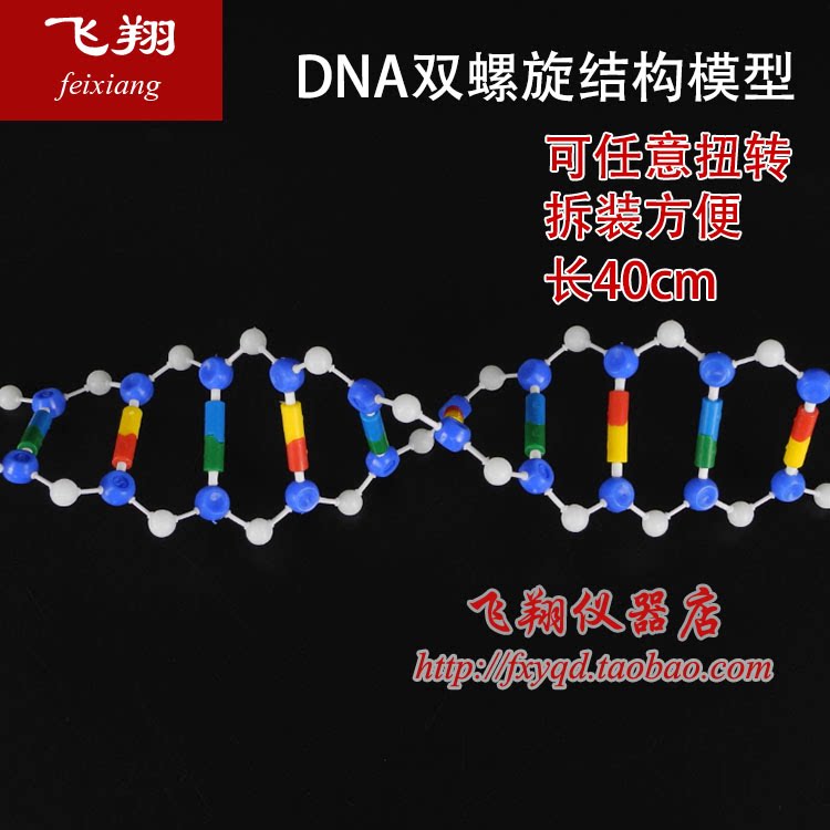 特价dna双螺旋结构模型 高中生物 教学仪器 实验器材可开票