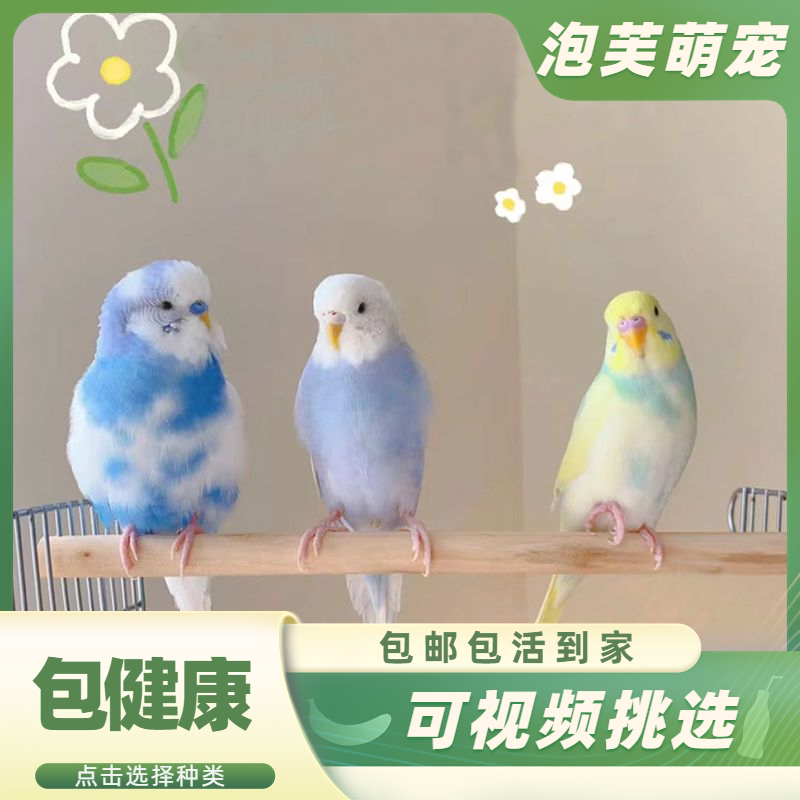 特色大头虎皮鹦鹉国血宝石蓝珍珠小鸟活鸟宠物鸟类手养鹦鹉活体