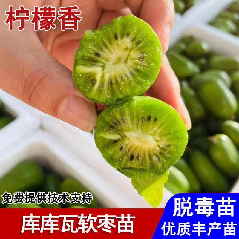 嫁接库库瓦软枣猕猴桃苗耐寒奇异果苗盆栽庭院地栽南北方当年结果