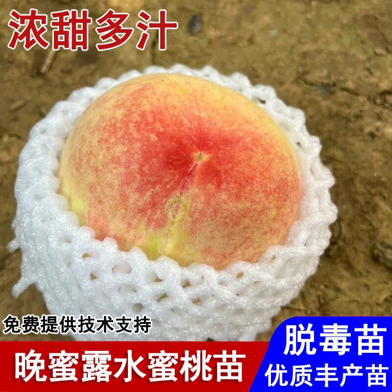 嫁接晚蜜露水蜜桃树苗早熟6月成熟大桃苗盆栽庭院南北方当年结果