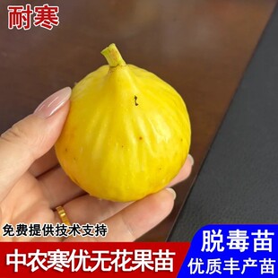 耐寒中农寒优无花果树苗抗冻A1213无花果苗盆栽庭院种植当年结果