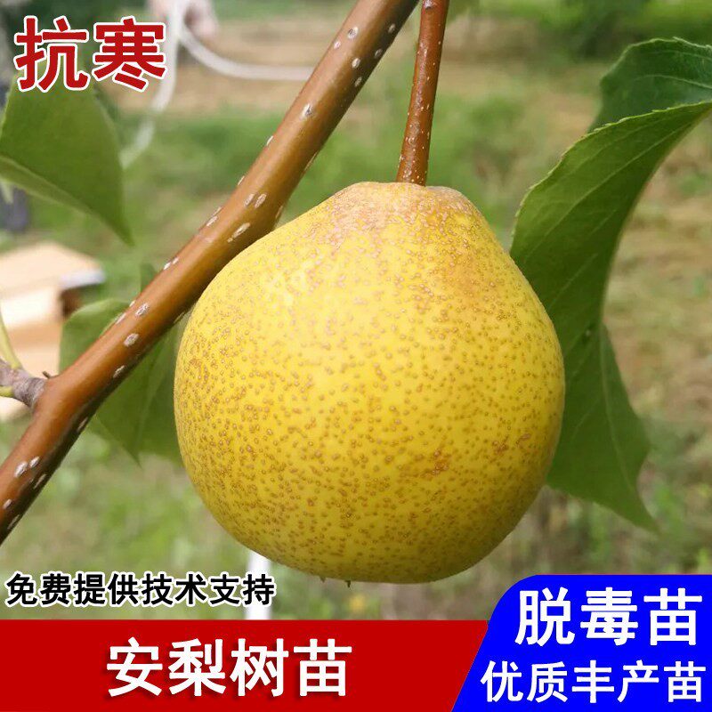 嫁接东北安梨树苗老品种耐寒酸甜冻梨苗盆栽庭院地栽种植当年结果