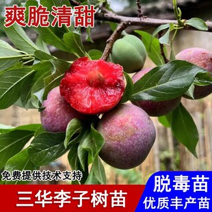 钱排银妃三华李树苗早熟红心三月李子苗盆栽庭院地栽种植当年结果