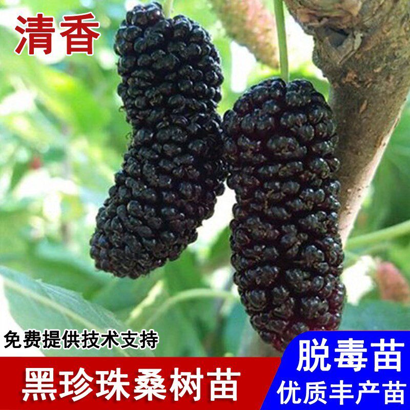 耐寒四季黑珍珠桑葚树苗四季盆栽无籽十大果桑苗南北方种当年结果