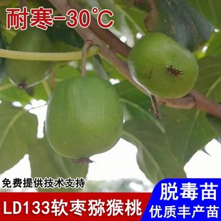 嫁接LD133软枣猕猴桃苗耐寒纯甜奇异莓盆栽庭院地栽种植当年结果