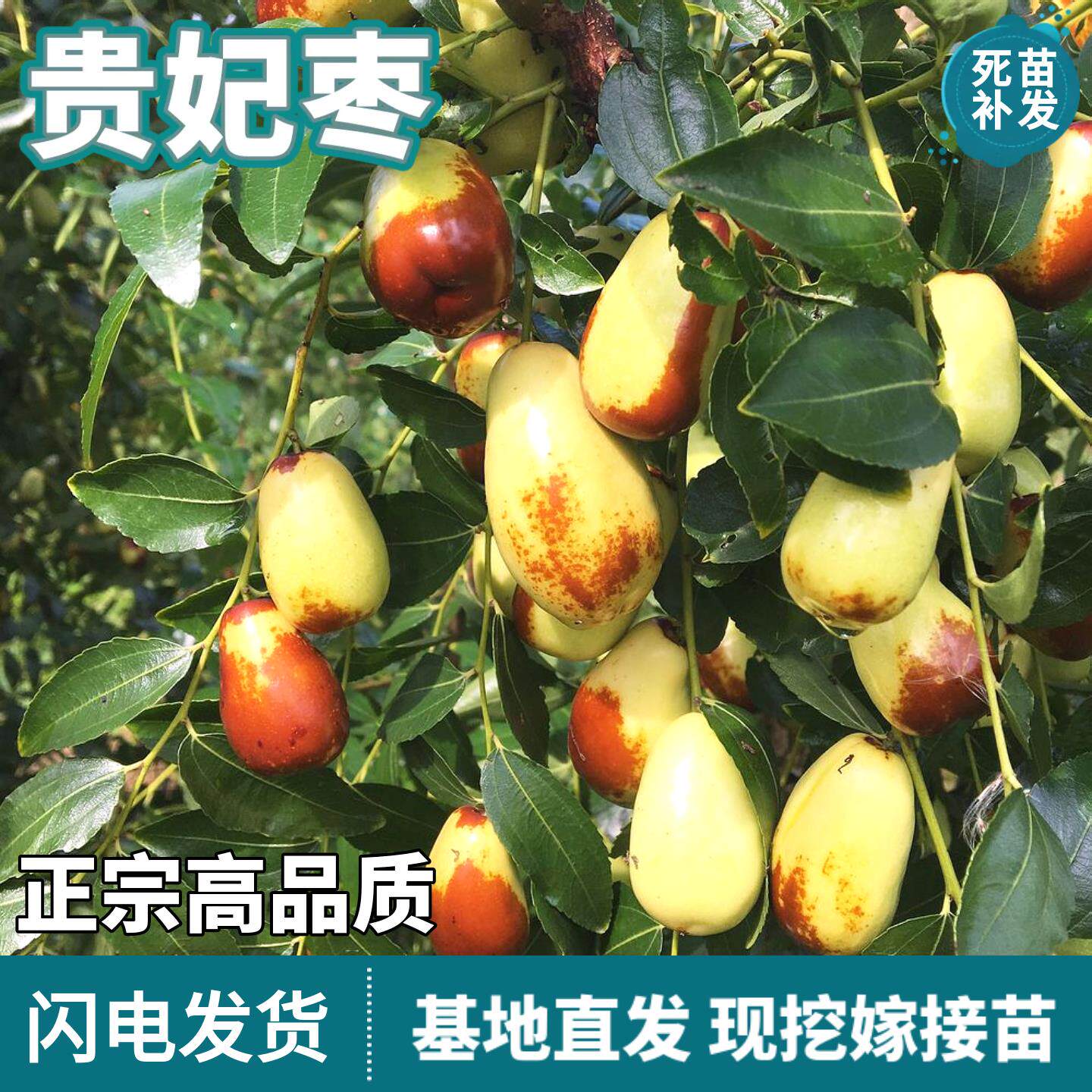 贵妃枣子树苗南北方地栽庭院盆栽嫁接特大果脆甜枣子树苗当年结果