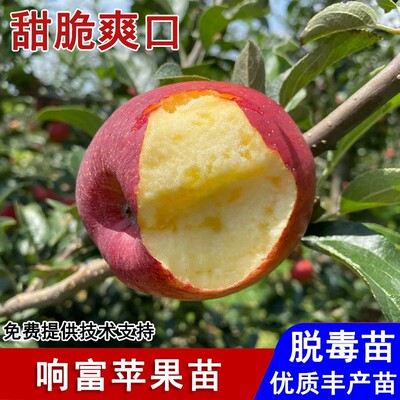 嫁接响富苹果树果苗晚熟全红矮化