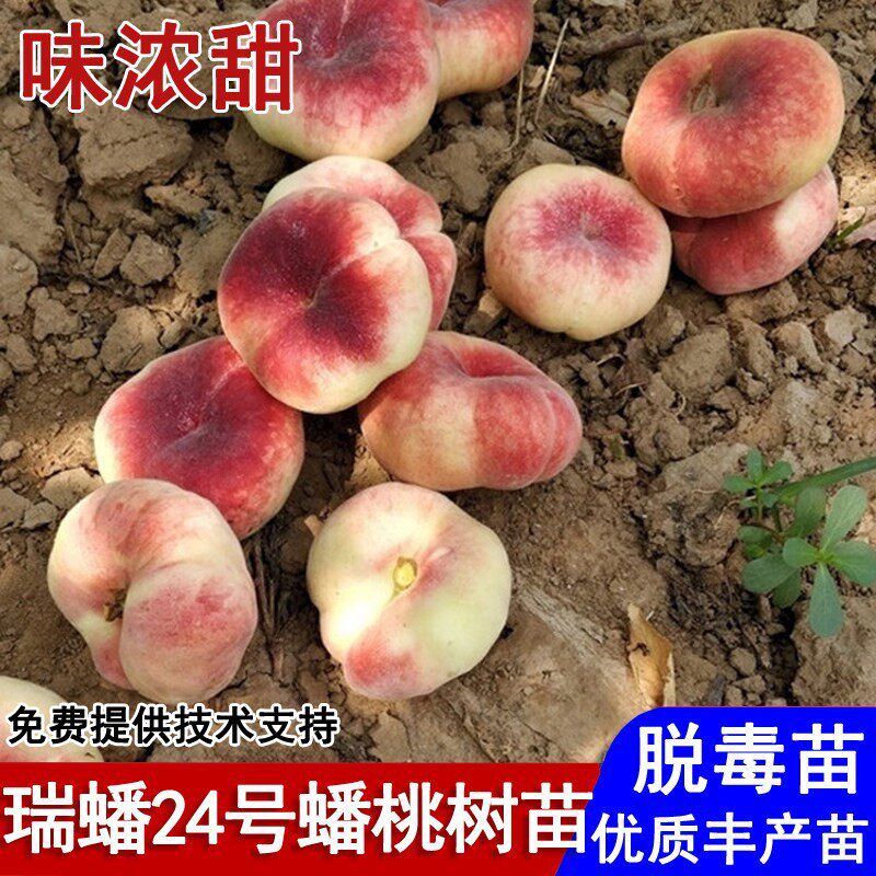 嫁接瑞蟠24蟠桃树苗晚熟奶油毛蟠桃苗8月成熟南北方种植当年结果