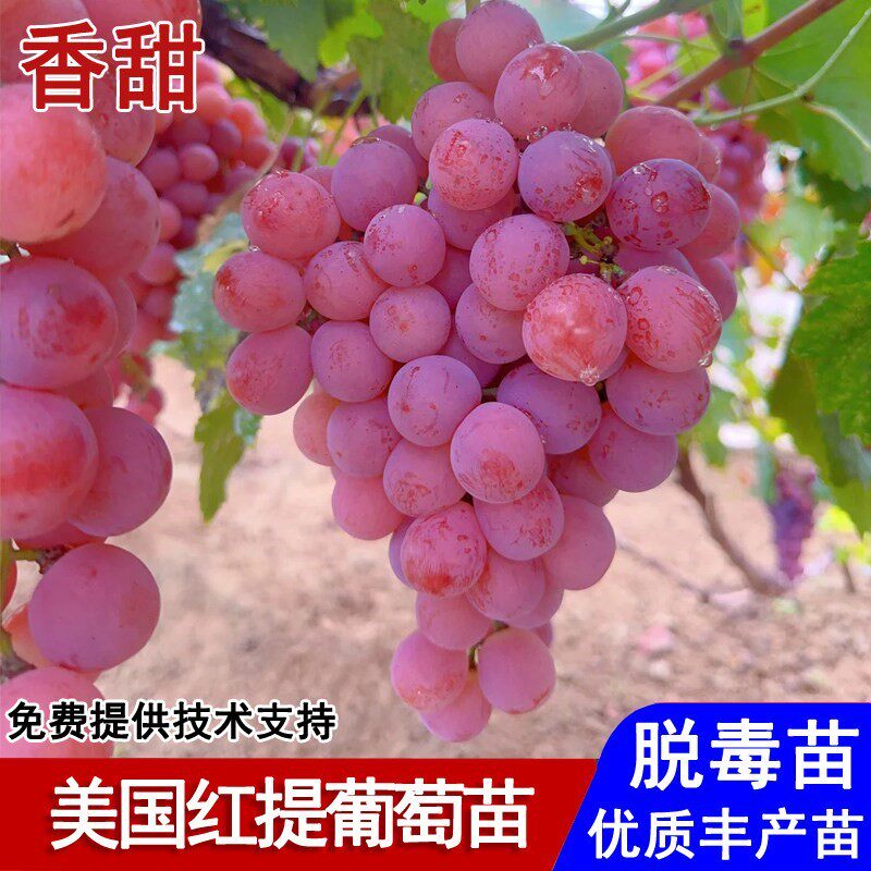 嫁接美国红提葡萄树苖无籽红提葡萄苗盆栽庭院地栽南北方当年结果