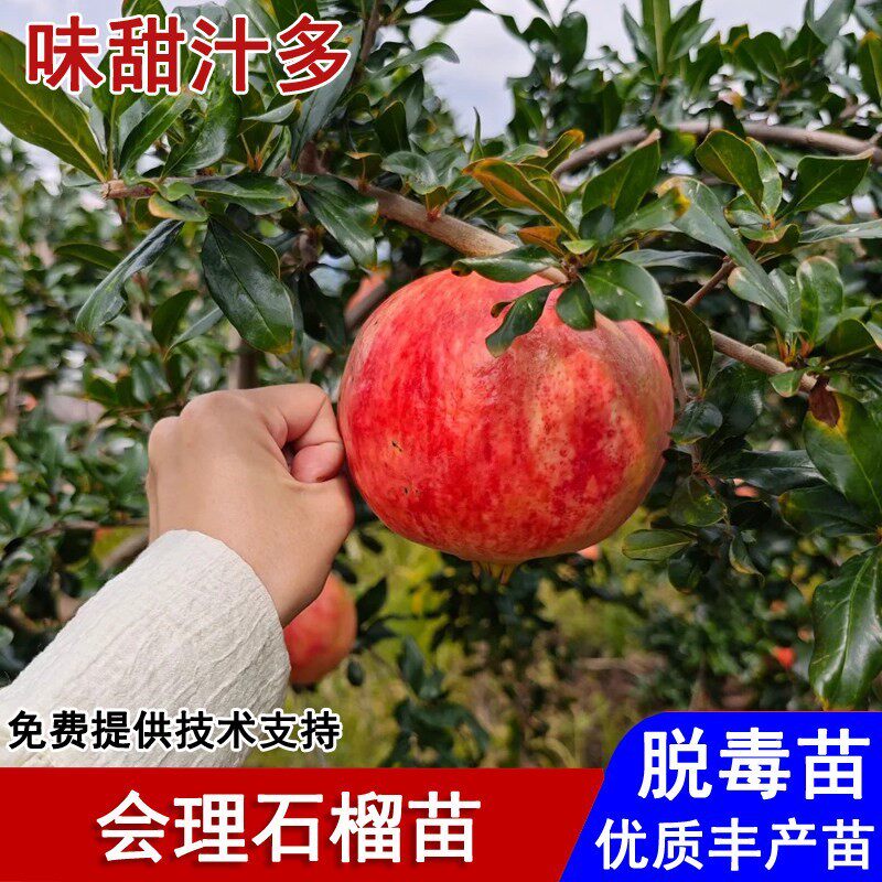 四川会理石榴树树苗软籽甜石榴苗盆栽庭院地栽南北方种植当年结果