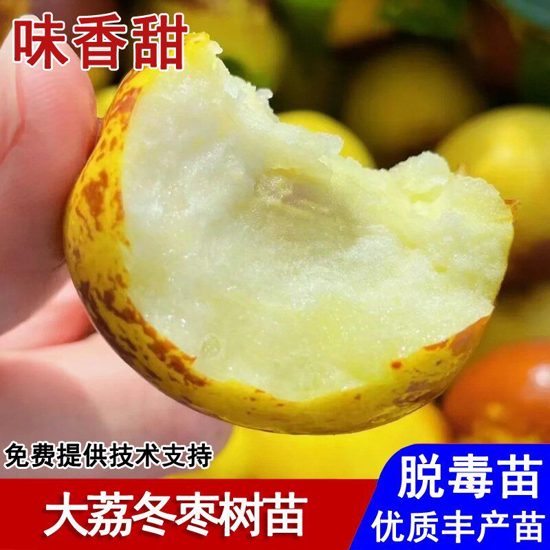 陕西大荔冬枣树苗嫁接脆甜枣树苗盆栽庭院地栽南北方种植当年结果