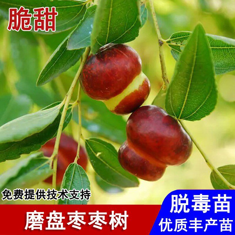枣树活苗嫁接磨盘枣树苗特大脆甜红枣苗盆栽庭院地栽种植当年结果