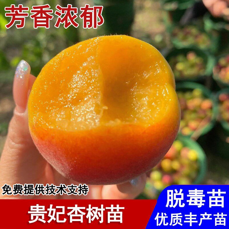 杏树果苗嫁接贵妃杏子苗早熟纯甜红杏树苗盆栽庭院南北方当年结果