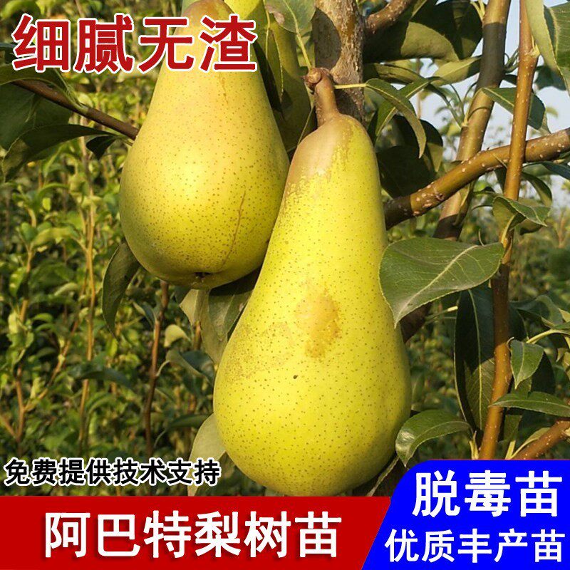 西洋梨树苗嫁接阿巴特梨树果苗长颈啤梨盆栽庭院地栽种植当年结果