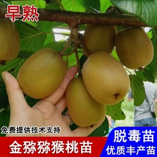 嫁接金猕猕猴桃苗黄肉黄心奇异果苗盆栽庭院地栽南北方种当年结果