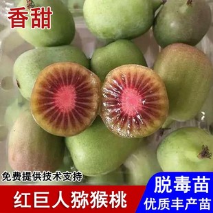 嫁接红巨人软枣猕猴桃苗红肉猕猴桃苗盆栽庭院地栽南北方当年结果