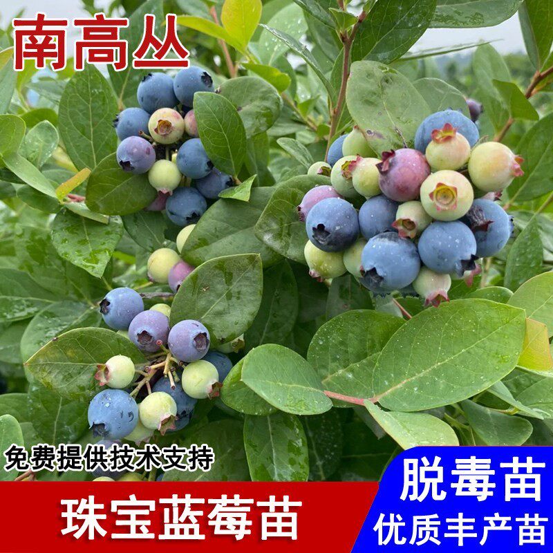 南高丛珠宝蓝莓树果苗早熟蓝莓苗盆栽庭院盆栽南北方种植当年结果