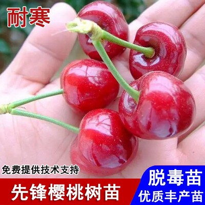 嫁接先锋车厘子树苗矮化高甜大樱