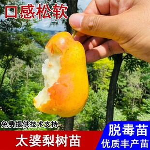 嫁接太婆梨树苗早熟油瓶贵妃软梨香蕉梨果苗盆栽庭院种植当年结果