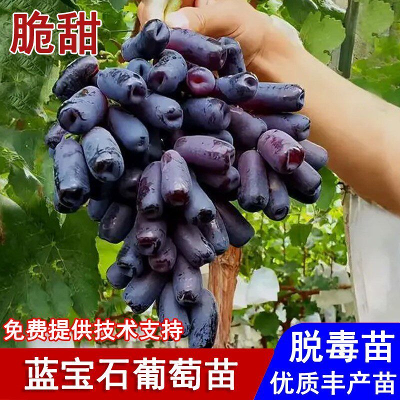 嫁接甜蜜蓝宝石葡萄树苗爬藤黑提月光之泪葡萄苗庭院种植当年结果