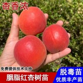 嫁接胭脂红杏树苗甜仁高产杏子苗盆栽庭院地栽南北方种植当年结果