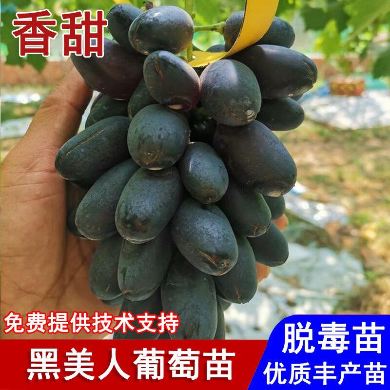 葡萄树苖嫁接圆叶黑美人葡萄苗无核黑提葡萄树盆栽庭院种当年结果