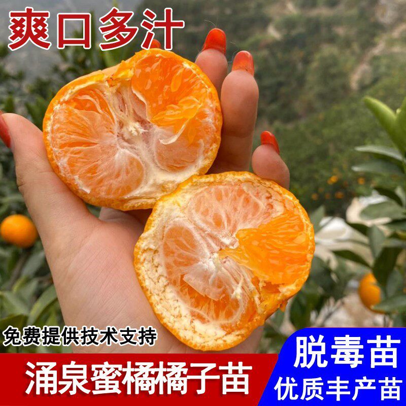 嫁接涌泉蜜桔树苗早熟无核橘子苗盆栽庭院地栽南北方种植当年结果
