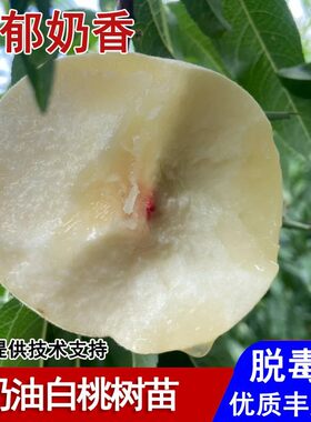 嫁接蒙阴奶油大白桃树苗脆甜白如