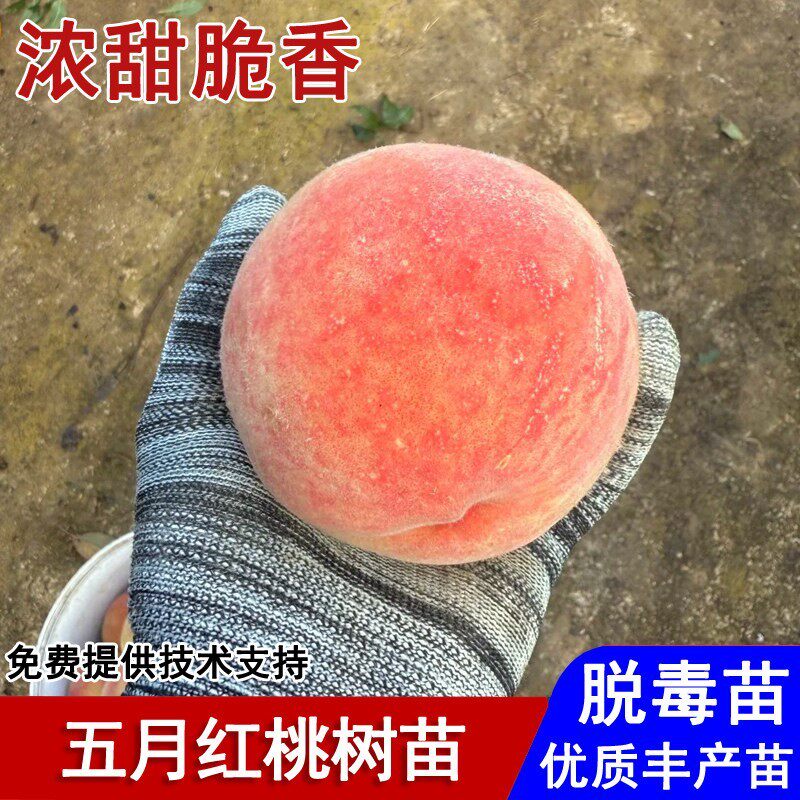桃树果苗嫁接五月红脆甜桃树苗5月成熟盆栽庭院地栽种植当年结果