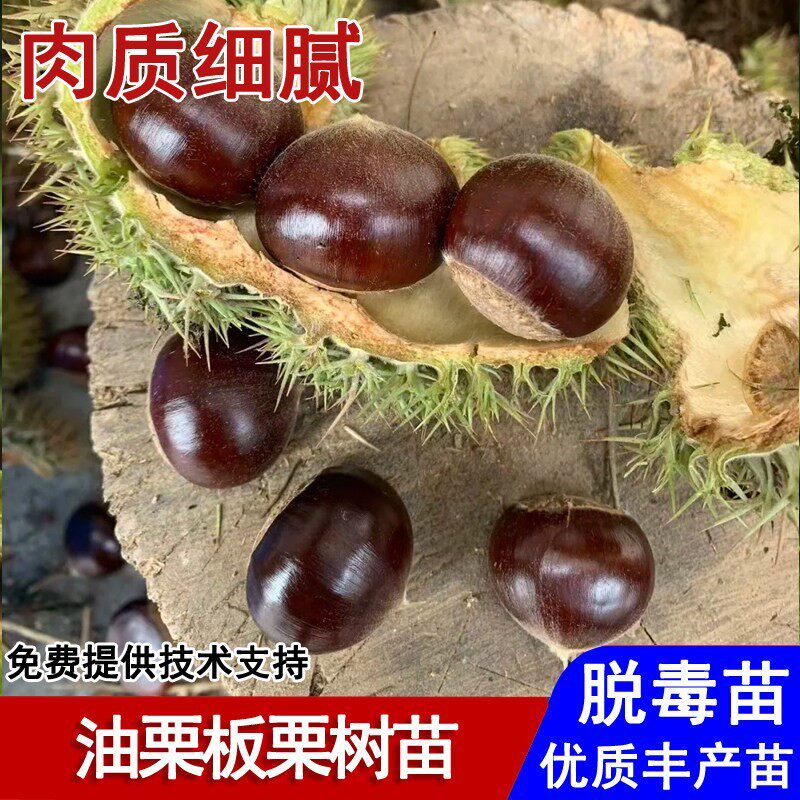嫁接开封油栗树苗早熟香甜油栗子苗盆栽庭院地栽南北方种当年结果
