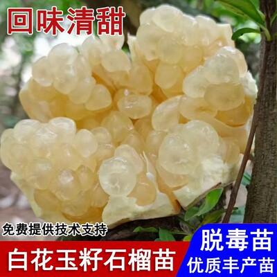 安徽怀远白花玉籽石榴树苗抗寒软