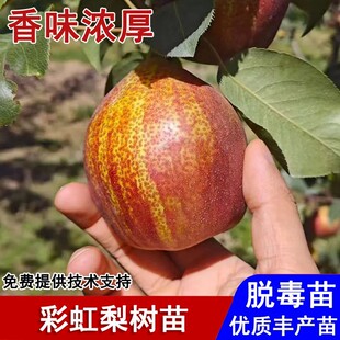 梨树果苗嫁接早酥红梨树苗脆甜彩虹梨树盆栽庭院地栽种植当年结果