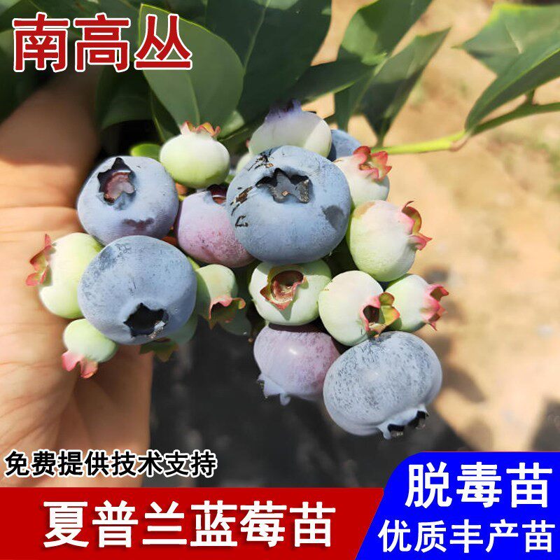 夏普兰蓝莓树果苗耐寒南高丛带土蓝莓苗盆栽庭院地栽种植当年结果