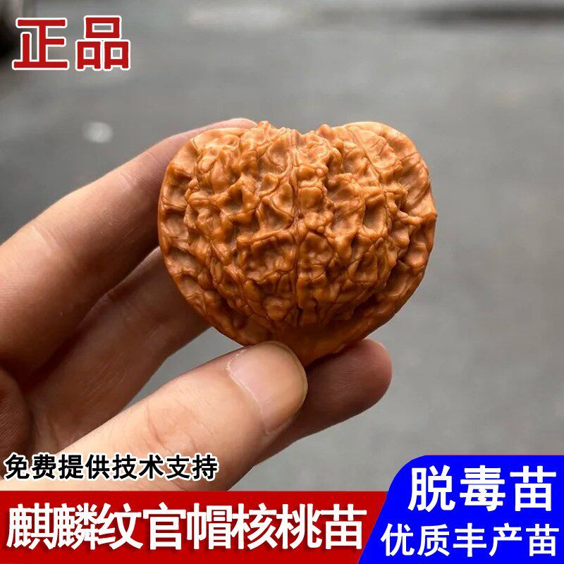 麒麟纹官帽文玩核桃树苗满天星麻核桃苗盆栽庭院地栽种植当年结果