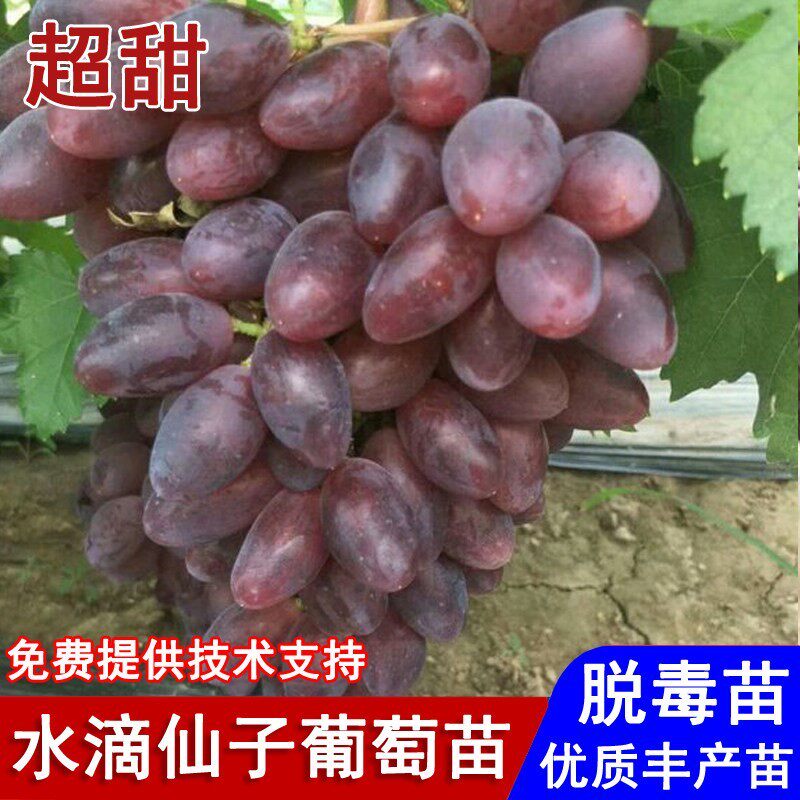 新品种嫁接水滴仙子葡萄树苗西凉仙紫葡萄苗盆栽庭院种植当年结果
