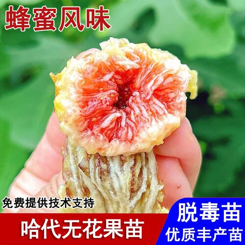耐寒哈代无花果树苗紫果耐寒无花