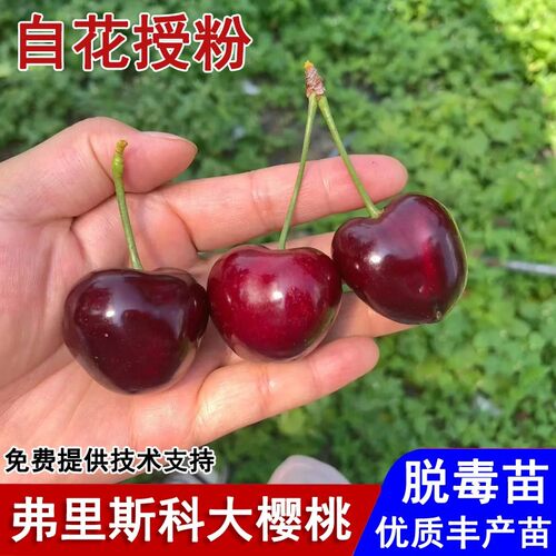 新品种Frisco弗里斯科大樱桃树苗