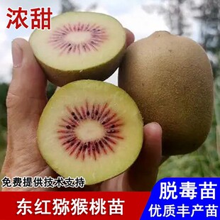 嫁接东红猕猴桃树果苗爬藤奇异果红心奇异果苗南北方种植当年结果