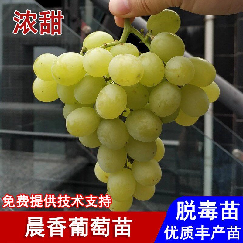 嫁接晨香葡萄树苖早熟爬藤青提葡萄苗盆栽庭院南北方种植当年结果