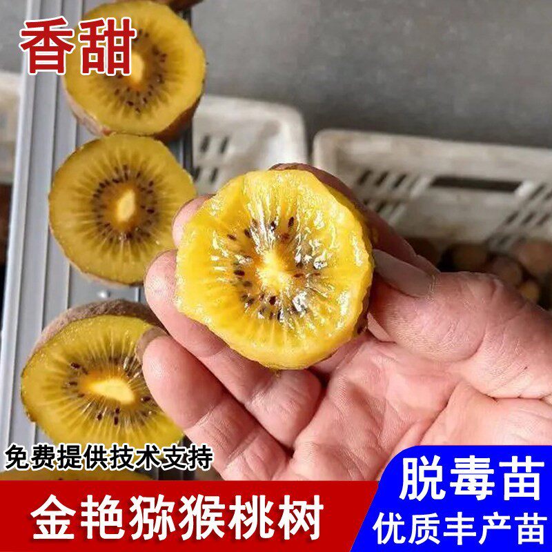 嫁接浦江金艳猕猴桃苗黄肉黄心爬藤奇异果苗盆栽庭院种植当年结果