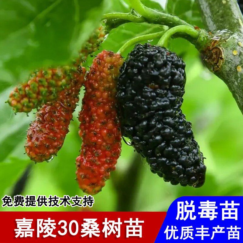 嘉陵30桑葚苗四季阳台盆栽黑桑果苗庭院地栽南方北方种植当年结果
