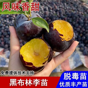 黑布林李子树苗嫁接黄肉黑布朗大李子苗盆栽庭院地栽种植当年结果