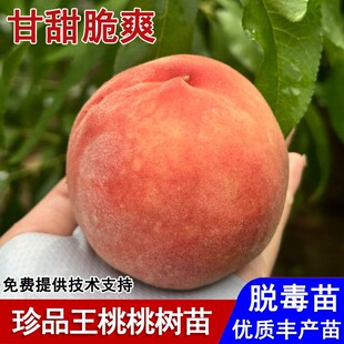 嫁接超级珍品王桃树果苗晚熟特大脆甜冬雪蜜桃苗庭院种植当年结果