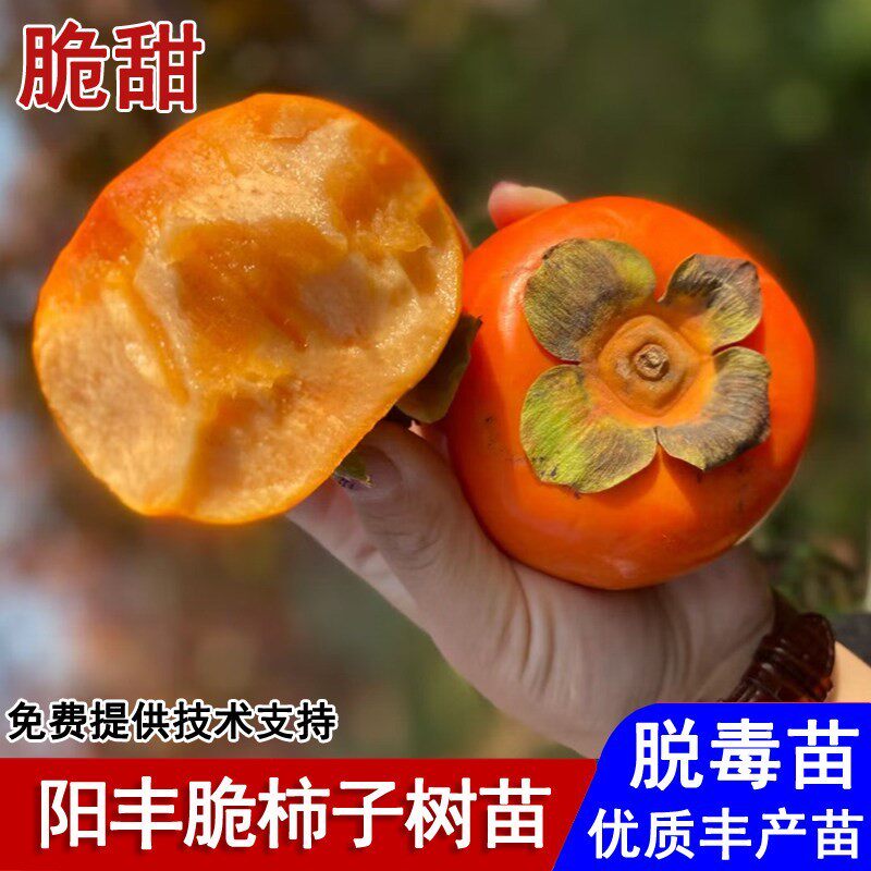 嫁接阳丰脆甜柿子树苗自然脱涩无核柿子苗盆栽庭院南北方当年结果