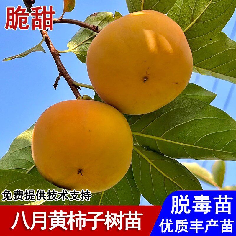 嫁接八月黄柿子树苗自然脱涩脆甜柿子苗盆栽庭院地栽南北当年结果