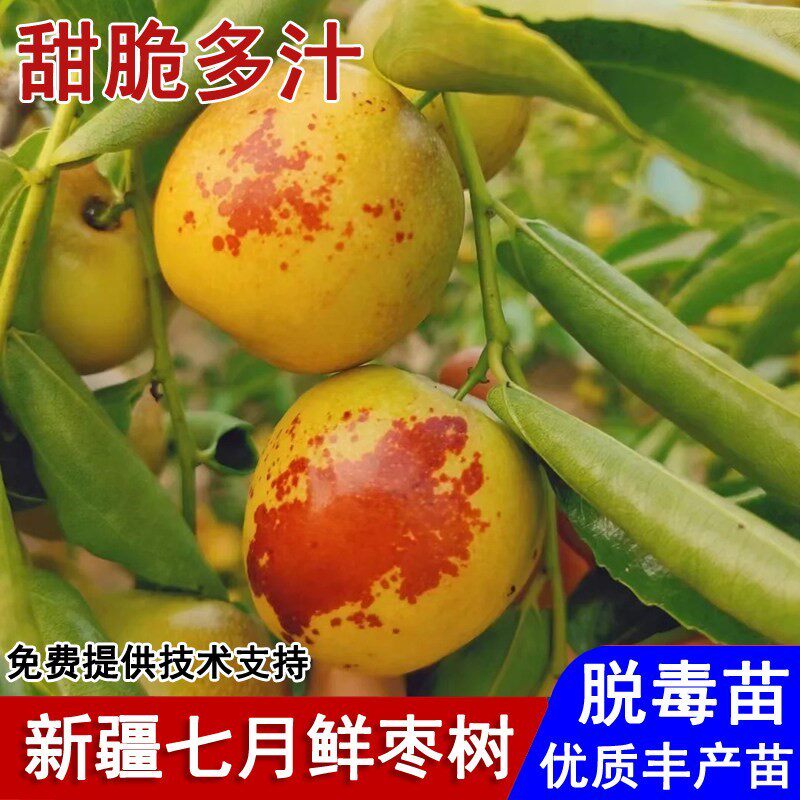 枣树活苗七月鲜枣树苗嫁接新疆耐寒冬枣苗盆栽庭院南北方当年结果