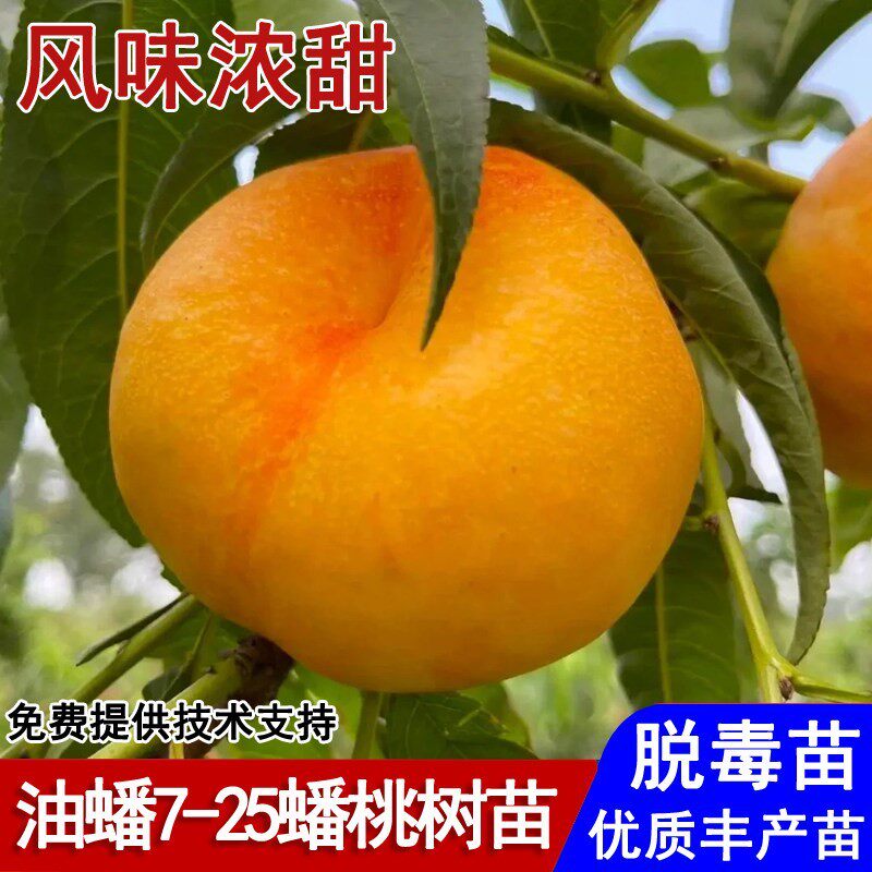 嫁接油蟠7-25蟠桃树苗新品种黄肉油蟠桃苗盆栽庭院南北方当年结果